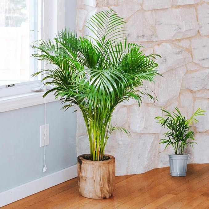 Seeds Parlor Palm Neanthe Bella (Palm Chamaedorea) Rare Perennial Tree