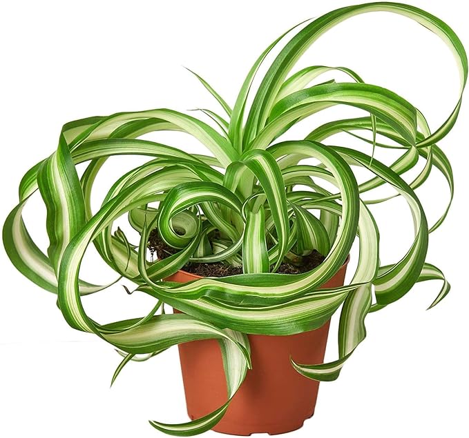 Spider Plant Bonnie Live Plant for Indoor | Different Houseplants in 4'' & 6'' Pot | Real House Plant for Living Room, Office, Desk & Bathroom | Chlorophytum Comosum | Airplane Ivy