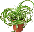 Spider Plant Bonnie Live Plant for Indoor | Different Houseplants in 4'' & 6'' Pot | Real House Plant for Living Room, Office, Desk & Bathroom | Chlorophytum Comosum | Airplane Ivy