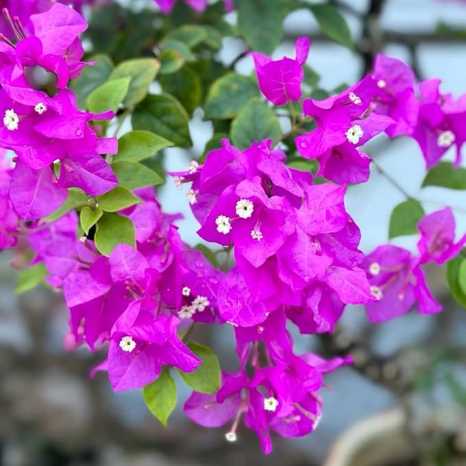 2 Bougainvillea Live Plants, Tropical Bougainvillea Flowering Vine, Fast Growing Outdoor and Container Plant, 4-8'' Tall (Bright Purple)