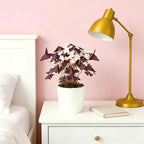 10 Bulbs Oxalis Triangularis, Purple Shamrocks Flowers for Home Garden Indoor Outdoor Planting, Easy Care