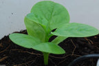 500 Green Malabar Spinach Seeds - Heat loving, frost sensitive.fast-growing vine