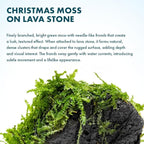 SubstrateSource Live Planted Decor - Christmas Moss (Vesicularia montagnei) on Lava Stone - Low Light, Green Accent Freshwater Aquatic Plant, Foreground Aquarium Placement for Aquascaping - 1 Pack