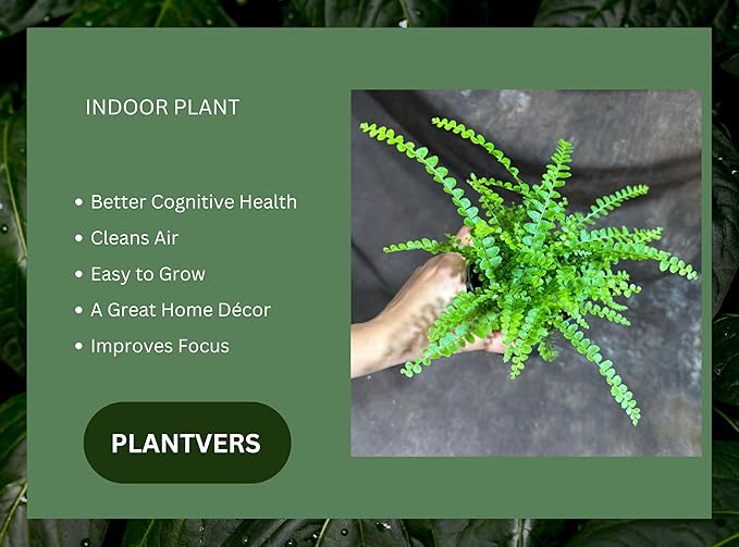 PLANTVERS Live Fern Plant in a 4" Nursey Pot | Low Maintenance Indoor Houseplant | Tropical Air Purifying Green Foliage for Home & Office Decor | Easy-Care Indoor Plant (Lemon Button Fern)