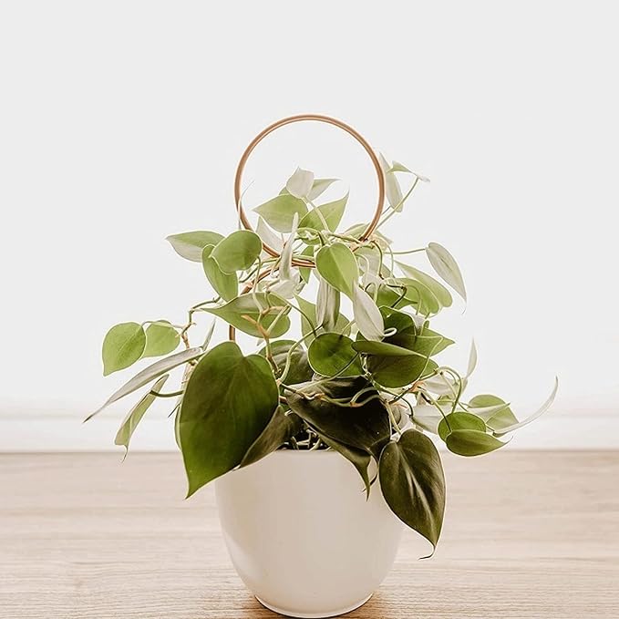 5PCS Gold Metal Trellis for Potted Plants, Plant Support Stake for Climbing Plants Indoor, Small Plant Support for Garden Indoor Houseplant, Flower Orchids Monstera Hoya Pothos Philodendron
