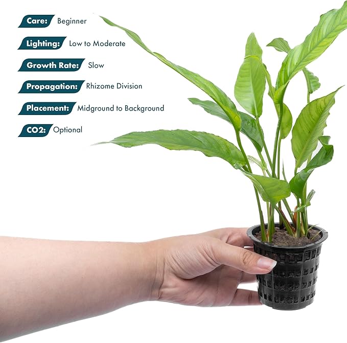 SubstrateSource Anubias Live Aquarium Plants - Potted Freshwater Plant for Fish Tanks, Terrariums - Beginner Friendly Low Light (Heterophylla, 1 Pot)