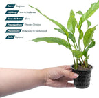 SubstrateSource Anubias Live Aquarium Plants - Potted Freshwater Plant for Fish Tanks, Terrariums - Beginner Friendly Low Light (Heterophylla, 1 Pot)
