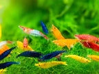15+ Mixed Color High Grade Neocaridina Live Freshwater Shrimps for Aquarium Bignner Friendly Neocardina Shrimps Fully Mature Breeding Age Size 0.75-1 inches in Length Live Arrival Guarantee
