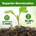 HOME GROWN Organic Herb Seeds Variety Pack - Non GMO, Heirloom 2,500+ High-Germinating Heirloom Seeds for Planting Indoor Outdoor Spring Herb Garden Hydroponics Garden Seeds, Basil Cilantro & More