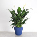 Thorsen's Greenhouse Live Peace Lily Plant, Spathyphylum, Low Light, Easy to Grow, Natural Air Purifier Live Indoor Plant, 4-6" Diameter Pot (Navy, 6-inch Pot)