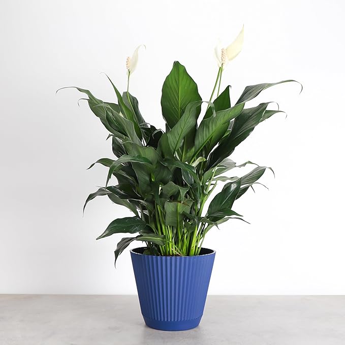 Thorsen's Greenhouse Live Peace Lily Plant, Spathyphylum, Low Light, Easy to Grow, Natural Air Purifier Live Indoor Plant, 4-6" Diameter Pot (Navy, 6-inch Pot)