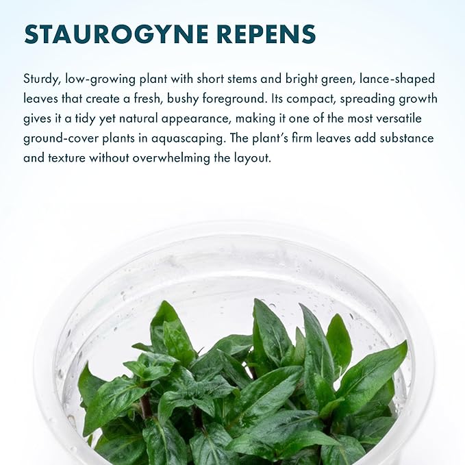 SubstrateSource Live Plant - Staurogyne Repens Tissue Culture Aquatic Live Aquarium Plant - 100% Snail Free in Vitro Cup (Staurogyne Repens)
