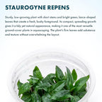 SubstrateSource Live Plant - Staurogyne Repens Tissue Culture Aquatic Live Aquarium Plant - 100% Snail Free in Vitro Cup (Staurogyne Repens)