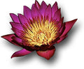 Live Aquatic Plant Dark Red Nymphaea Water Lilies Tuber for Aquarium Freshwater Fish Pond by greenpro