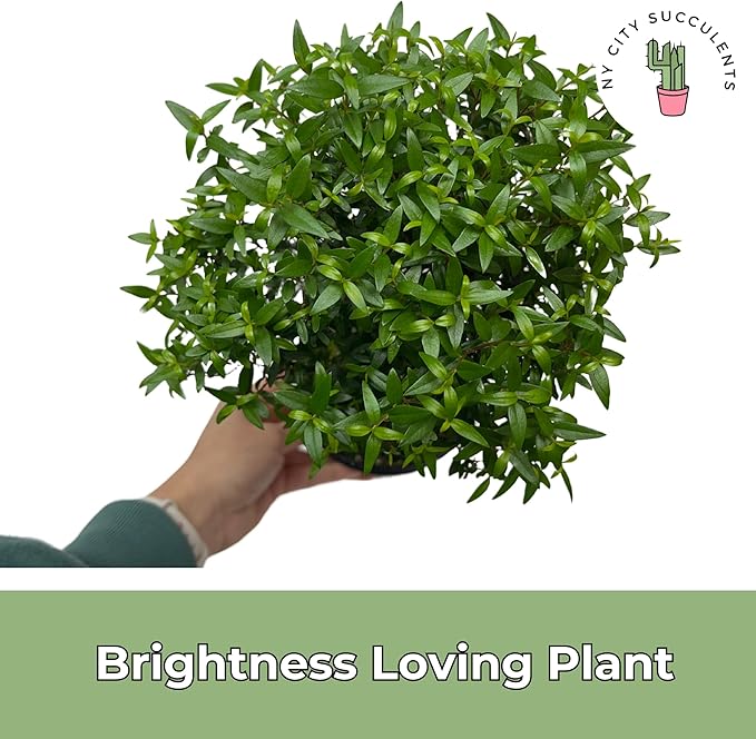 Myrtle Tree Plant Live in 5 Inch Pot - Live Indoor House Plants for Home Office Wedding Decorations & Birthday Gift