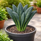 Black Tuscan Lacinato Kale Seeds – Dark Blue-Green Leaves with Upright Growth for Home Gardens, Raised Beds & Containers