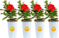 Costa Farms Mandevilla Live Plants | Pack of 4 | 1.5Pt. Houseplants, Flowering Blooms in Plant Pots | Outdoor Decor, Room Decor, Patio, Balcony | Grower's Choice Color