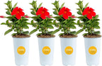 Costa Farms Mandevilla Live Plants | Pack of 4 | 1.5Pt. Houseplants, Flowering Blooms in Plant Pots | Outdoor Decor, Room Decor, Patio, Balcony | Grower's Choice Color