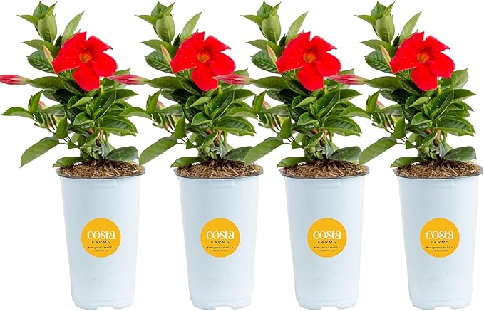 Costa Farms Mandevilla Live Plants | Pack of 4 | 1.5Pt. Houseplants, Flowering Blooms in Plant Pots | Outdoor Decor, Room Decor, Patio, Balcony | Grower's Choice Color