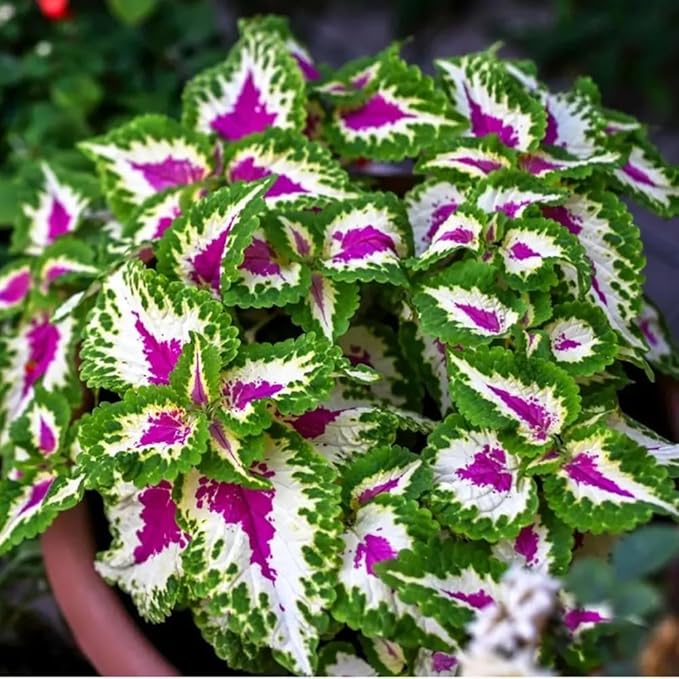 100+ Mixed Coleus Flower Plant Seeds Rainbow Groundcover Flowers Garden Plant