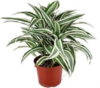 Dracaena 'Warneckii White Jewel' (6 inch) - Air-Purifying Houseplants - 4/6 inch Unique Live Decorative Houseplants - Low-Maintenance Indoor Plants, House Warming Gift, Natural Air Purifier