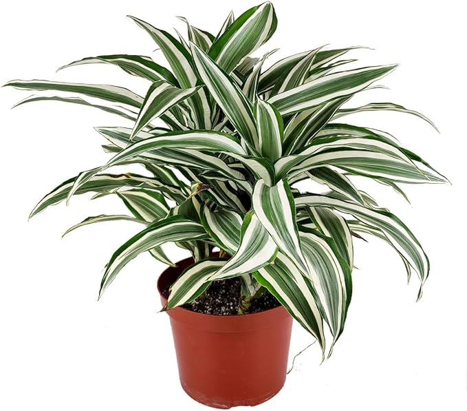 Dracaena 'Warneckii White Jewel' (6 inch) - Air-Purifying Houseplants - 4/6 inch Unique Live Decorative Houseplants - Low-Maintenance Indoor Plants, House Warming Gift, Natural Air Purifier