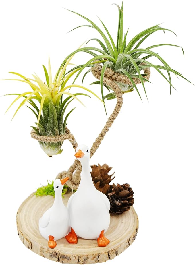 Air Plant Holders, Unique Air Plant Holders with Charming Decor, Home Decor for Living Room, Bedroom, Office, Table, Bookshelf, Gift, Office Decoration Supplies