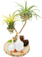 Air Plant Holders, Unique Air Plant Holders with Charming Decor, Home Decor for Living Room, Bedroom, Office, Table, Bookshelf, Gift, Office Decoration Supplies