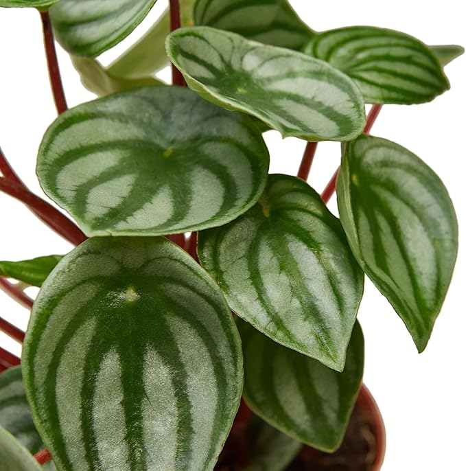 Peperomia Watermelon Live Plant for Indoor | Different Houseplants in 4'' & 6'' Pot | Real House Plant for Living Room, Office, Desk & Bathroom | Begonia | Peperomia argyreia