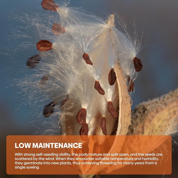 Groundio Milkweed Seeds for Planting, Attract Monarch Butterflies & Pollinators, 5 Individual Packs Flower Seeds -Tropical, Butterfly, Common, Showy, Pink Swamp, Non-GMO Perennial Wildflower Seeds