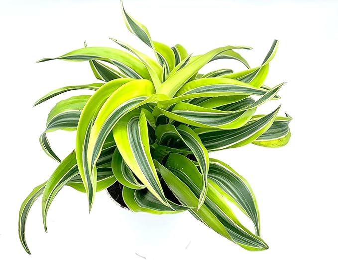 Dracaena Lemon Surprise Air Purifying House Plant