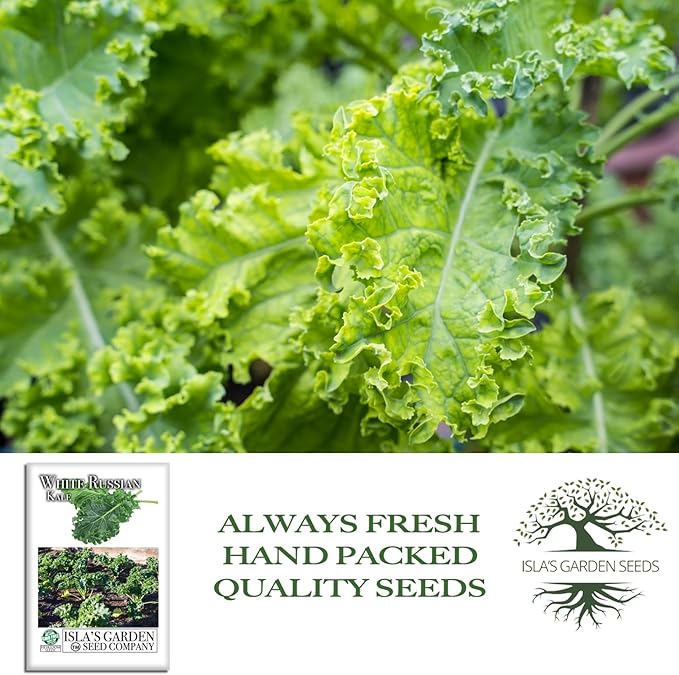 White Russian Kale Seeds (Brassica Napus) – 1000+ Heirloom Non GMO Seeds by Isla’s Garden Seeds, Tender Mild Leaves, Cold Hardy Cool-Season Green, Easy Home Garden Variety, Small & Fun Gift Idea
