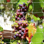 Tcamp Heavy-Duty Polyester Garden Trellis Netting Plant Climbing Net for Growing Vines Plants Vegetables Fruits Flowers, White Grow Tent (5Ft x15Ft, 3.5" Opening Mesh, 1 Pack)