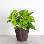 Thorsen's Greenhouse Golden Pothos, Live Indoor Vining Plant, Easy to Grow, Variegated Houseplant, Natural Air Purifier (Chocolate, 6-inch Pot)
