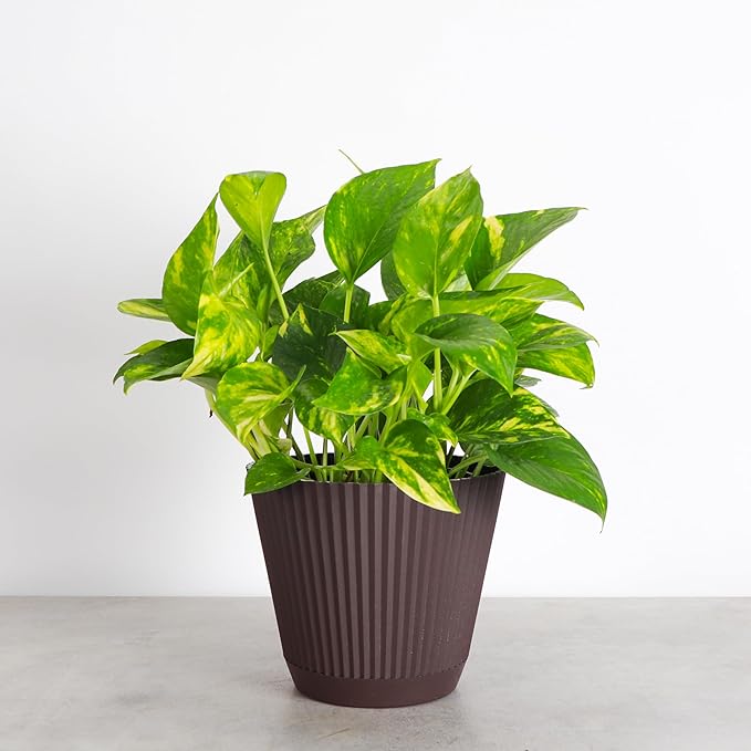 Thorsen's Greenhouse Golden Pothos, Live Indoor Vining Plant, Easy to Grow, Variegated Houseplant, Natural Air Purifier (Chocolate, 6-inch Pot)