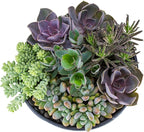 Altman Plants, Perle Von Echeveria Succulent Plants Live Succulents Plants Live with Pot, Live Indoor Plants Live Houseplants Live Indoor House Plants Indoors Live Plants Outdoor Plants Live Plant Pot