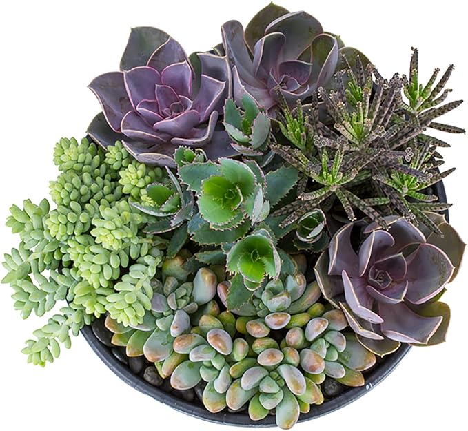 Altman Plants, Perle Von Echeveria Succulent Plants Live Succulents Plants Live with Pot, Live Indoor Plants Live Houseplants Live Indoor House Plants Indoors Live Plants Outdoor Plants Live Plant Pot
