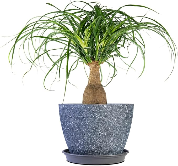 Perfect Plants Ponytail Palm 6in. in Midnight Blue Décor Pot | Beaucarnea Recurvata | 10in Tall | Easy Care Houseplant | Perfect for Bright Light Conditions | Air Purifying