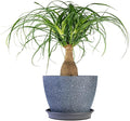 Perfect Plants Ponytail Palm 6in. in Midnight Blue Décor Pot | Beaucarnea Recurvata | 10in Tall | Easy Care Houseplant | Perfect for Bright Light Conditions | Air Purifying