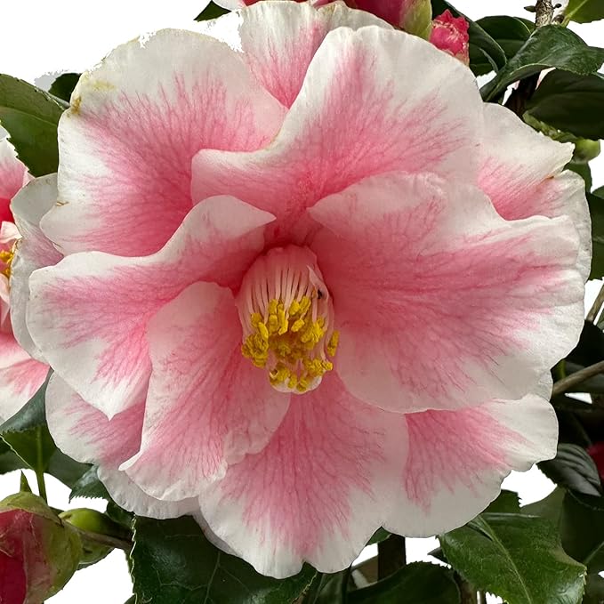 Blooming & Beautiful - Lady Vansittart Camellia - 3 Gal - Evergreen Shrub - Multi-Colored Blooms Pink Red White Splashes - Zones 7-9 – Camellia Japonica ‘Lady Vansittart’ - 3 Gallon Pot