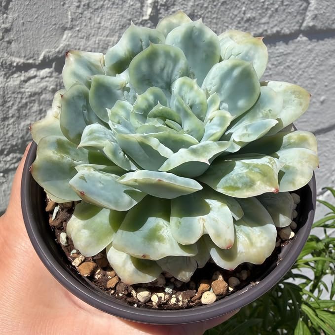 Echeveria ‘Floral Bride’ 3in Variegated Succulent Live Plant – Colorful Rare Rosette Succulent, Easy Care Live Succulents Plants, Desk Plant Gift, Indoor/Outdoor Plant for Collectors, Home Decor