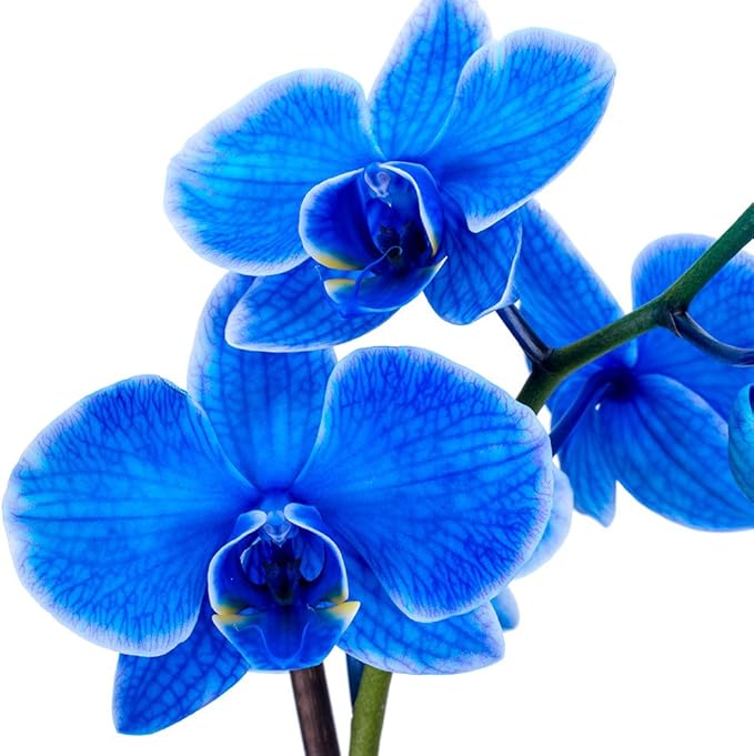 DecoBlooms Premium Blue 5” Orchid Live Indoor Plant (Modern Pot Included) – Grown in the USA - Fresh Flowering Home Decor Delivery for Birthday, Anniversary, Sympathy, Wedding, Mother's Day