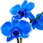 DecoBlooms Premium Blue 5” Orchid Live Indoor Plant (Modern Pot Included) – Grown in the USA - Fresh Flowering Home Decor Delivery for Birthday, Anniversary, Sympathy, Wedding, Mother's Day