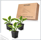 Live Perennial Hosta - Yellow Polka Dot Bikini (3 Plants Per Pack) Beautiful Accent Plant, 10" Tall by 4" Wide in 1 Qt Pot
