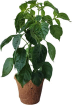 Unique Gardener Plant-It Starters Plant Seeds 4-Pack, DIY Indoor Succulents and Live Plants for Home or Garden Planting, Hot Peppers