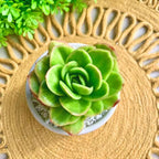 Succulents Plants Live,Echeveria ice Rose Variegated 3.5 inches Green Mini Indoor Plants,Bare Root Without Pot Soil,Live Plants for Gift Party Wedding Garden Baby Shower DIY Decor