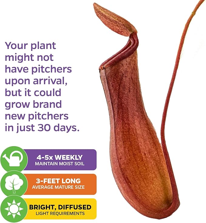 Alata Pitcher Plant - Nepenthes Live Carnivorous Plant by Wellspring Gardens - Easy to Grow Starter Bulbs Great for Nature Lovers & Gardeners - Outdoor & Indoor Aquatic (2-Pack)