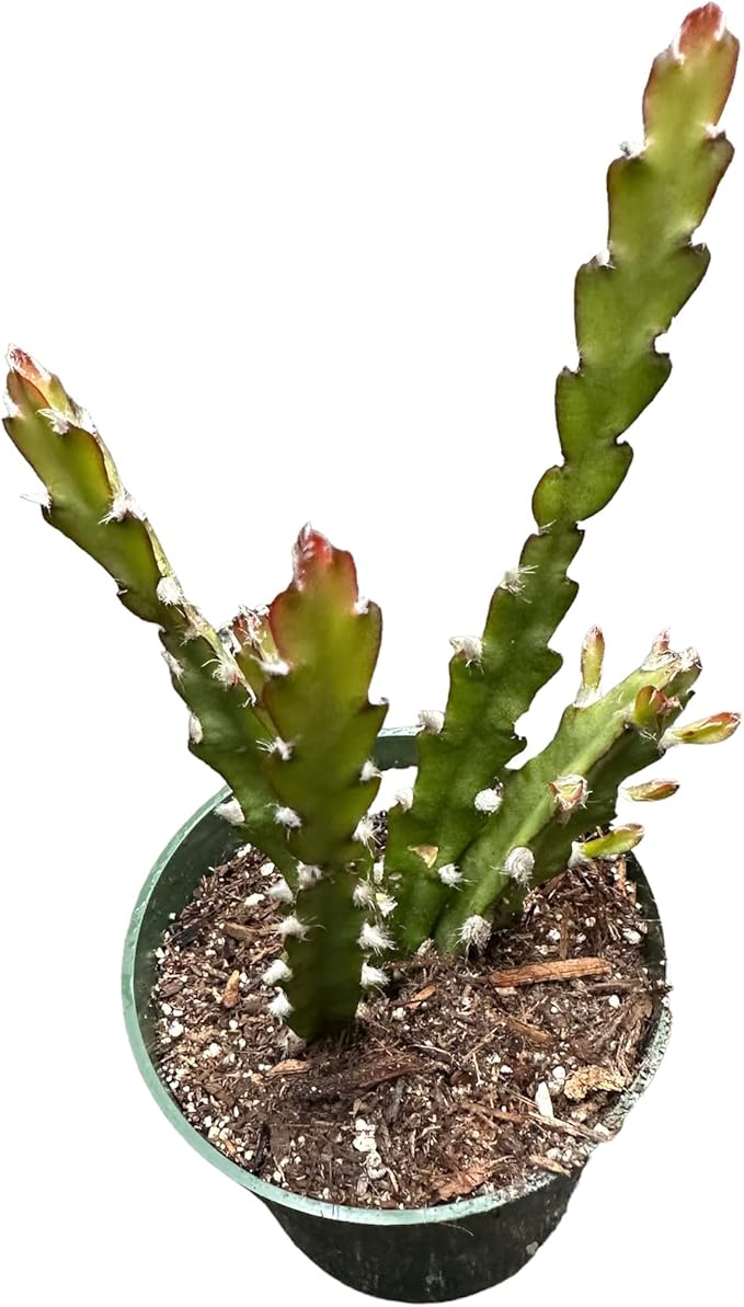 Live Cactus and Succulent Plants (4" Pot Lepismium cruciforme Hurricane Cactus)