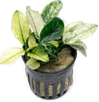 SubstrateSource Anubias Live Aquarium Plants - Potted Freshwater Plant for Fish Tanks, Terrariums - Beginner Friendly Low Light (Nana Pinto, 1 Pot)