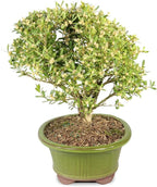 Brussel's Bonsai Live Harland Boxwood Bonsai Tree - Medium, 5 Years, 8 to 12 Inches Tall - Outdoor Bonsai Tree with Ceramic Bonsai Pot